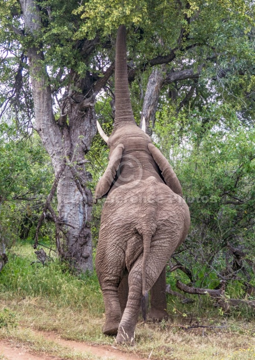 African Elephant Reaching Up with Trunk