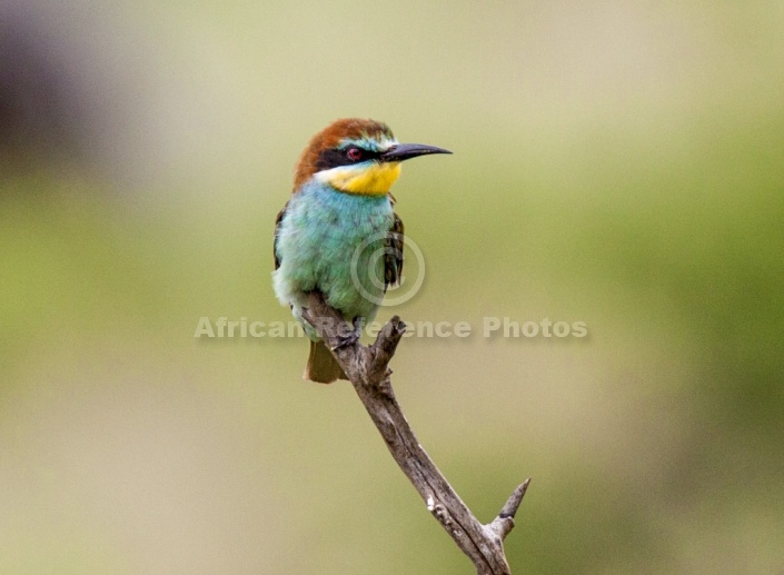 European Bee-eater