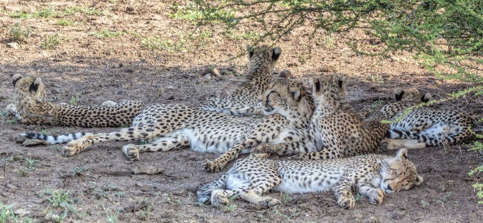 Cheetah Family of Six