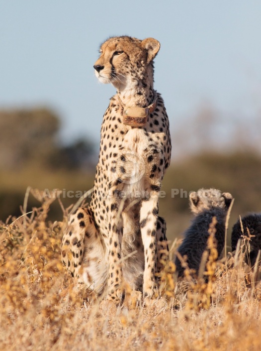 Cheetah Mother with Cub