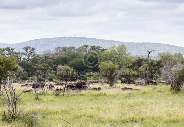 African Buffalo