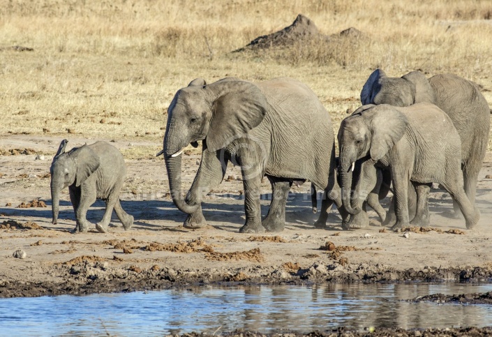 Elephant Group Heading to Drink