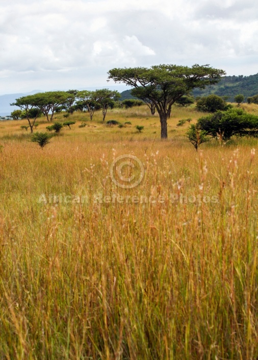 Acacia Tree