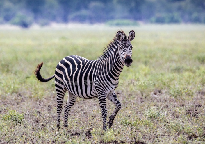 Zebra in Playful Pose