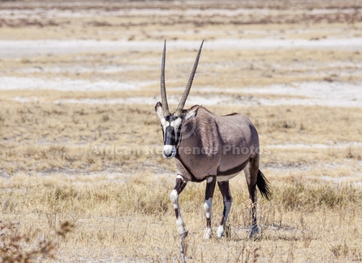 Lone Gemsbok Walking