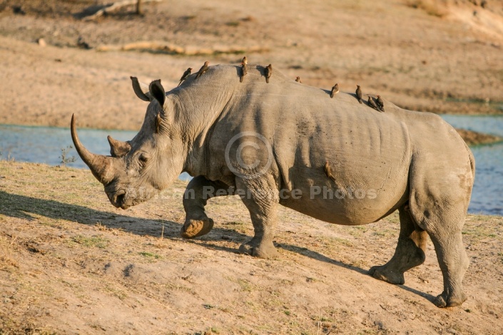White or Square-Lipped Rhinoceros