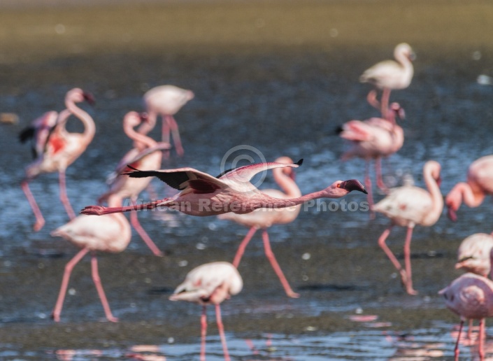 Lesser Flamingo in Flight