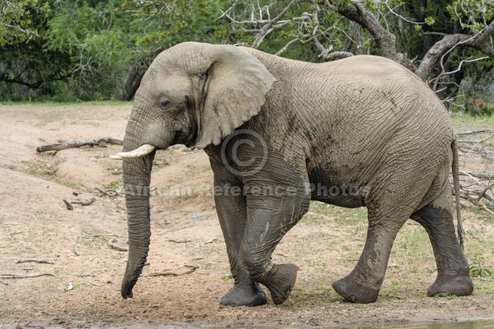 Elephant Walking, Profile View