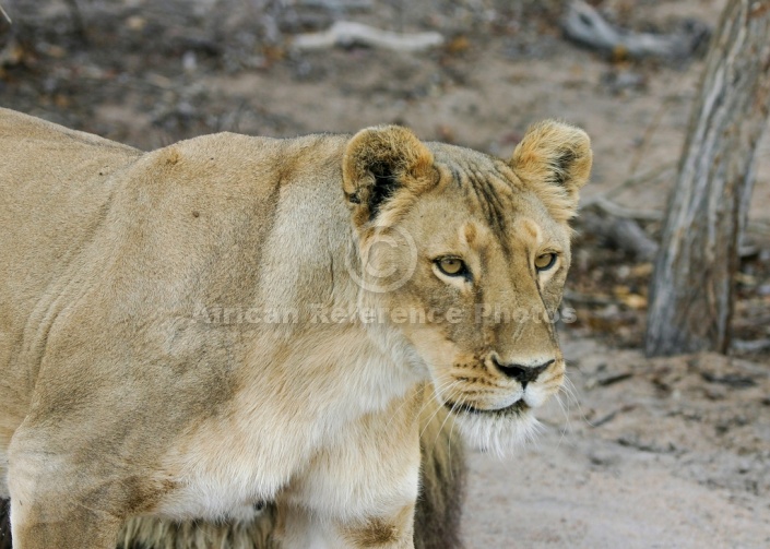 Lion Walking, Side View