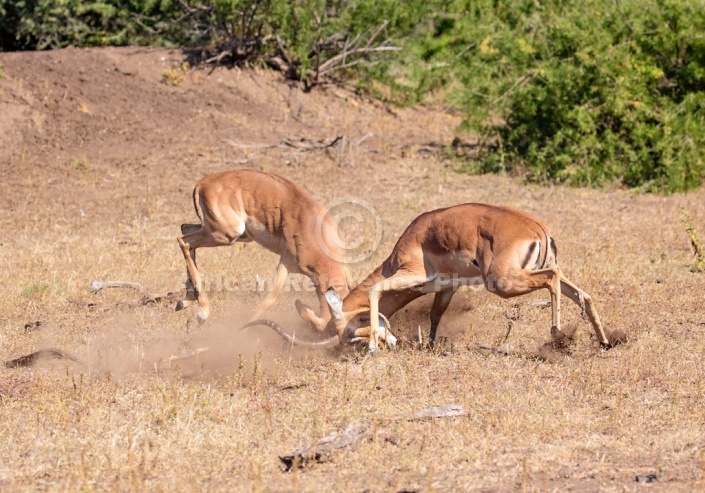 Antelope Rams Fighting