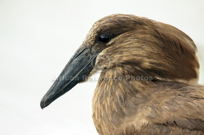 Hamerkop