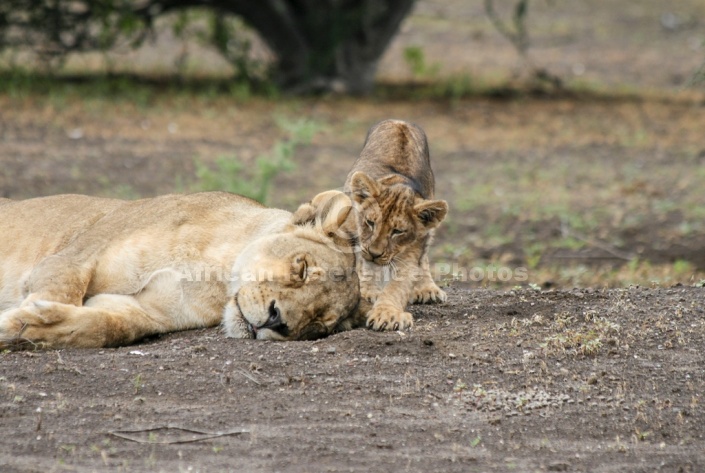 Lion Cub with Sleeping Lioness