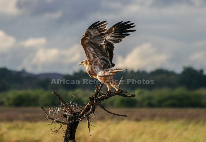 Tawny Eagle Taking Off