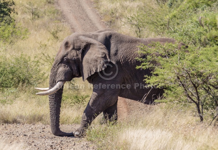 African Elephant Bull