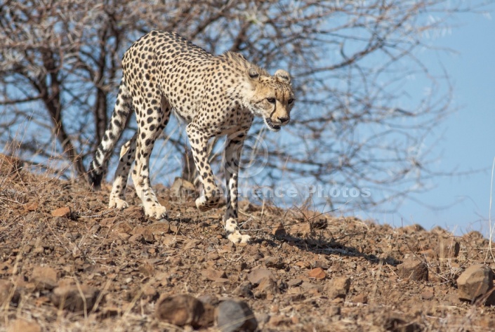 Cheetah