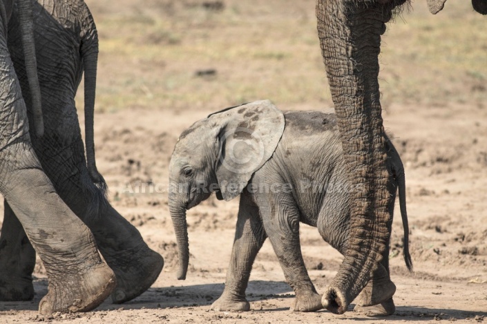 Elephant Baby