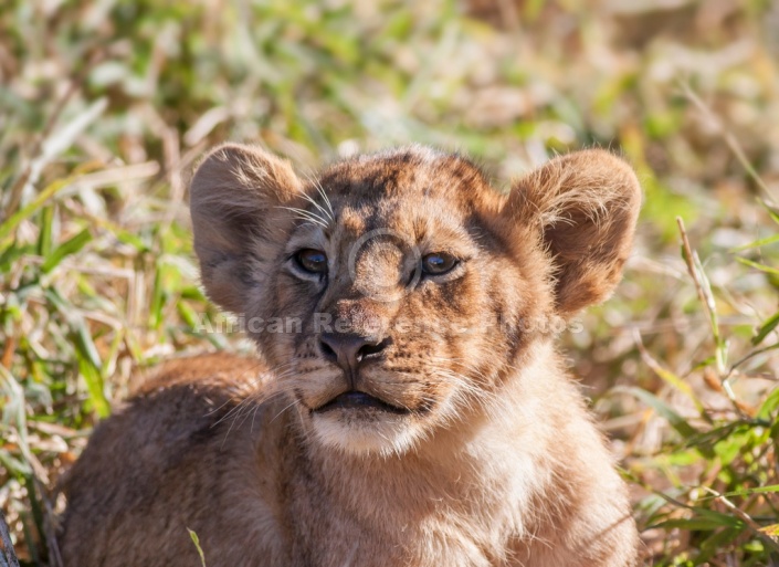 Young Lion Cub, Close-up of Head and Torso