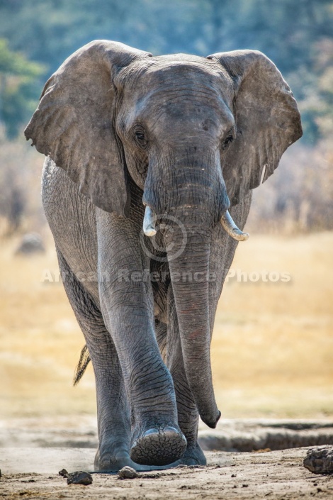 Elephant Walking with Purpose
