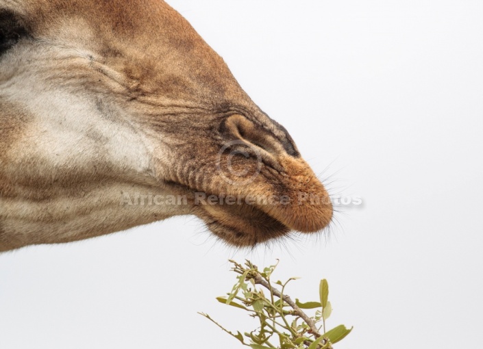 Giraffe, Kruger National Park, South Africa