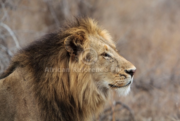 Male Lion Alert for Prey