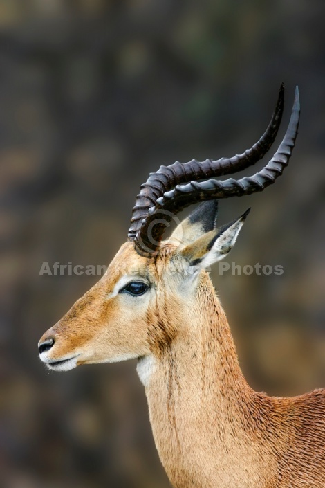 Impala Ram in Rain