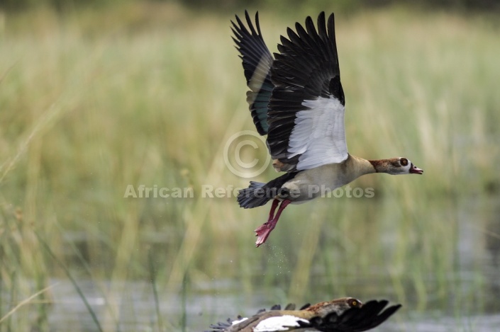 Egyptian Goose in flight