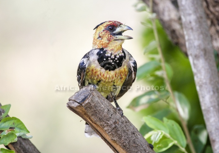 Crested Barbet