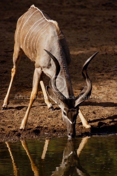 Kudu Bull Drinking from Waterhole
