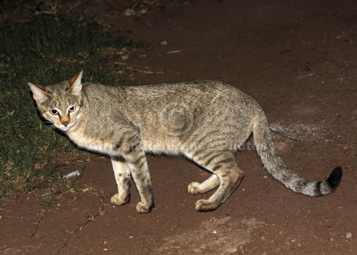 African Wild Cat