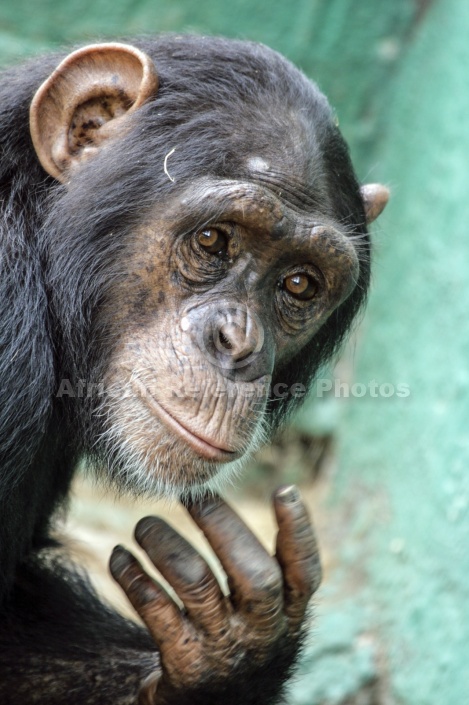 Captive Chimpanzee