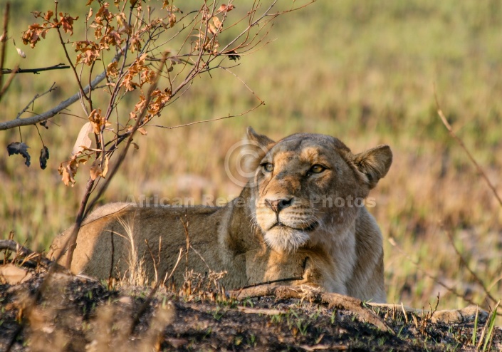 Lioness Keeping Watchful Eye