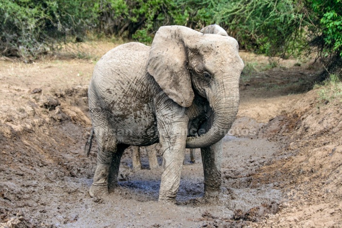 African Elephant Taking Mud Bath