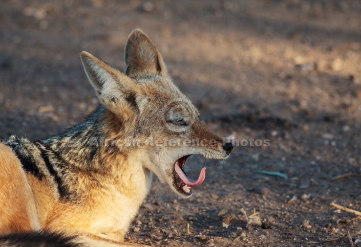 Black-backed Jackal Yawning with Tongue Curled