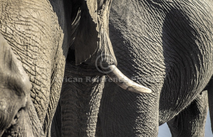 Elephant Trio, Detail View