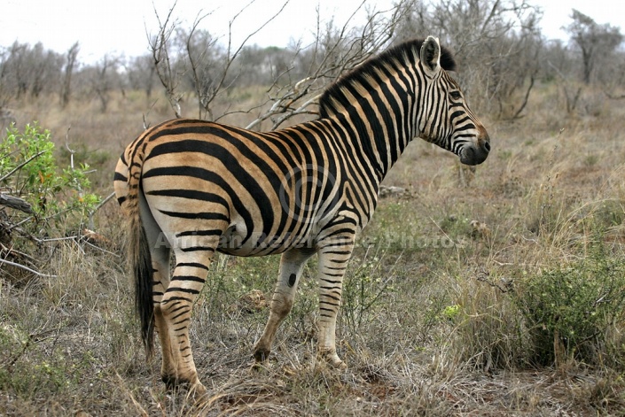 Zebra