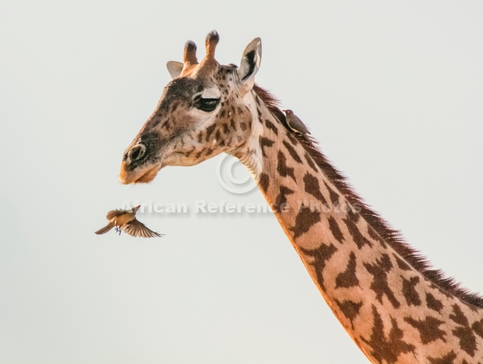 Ruaha Giraffe, Close-Up