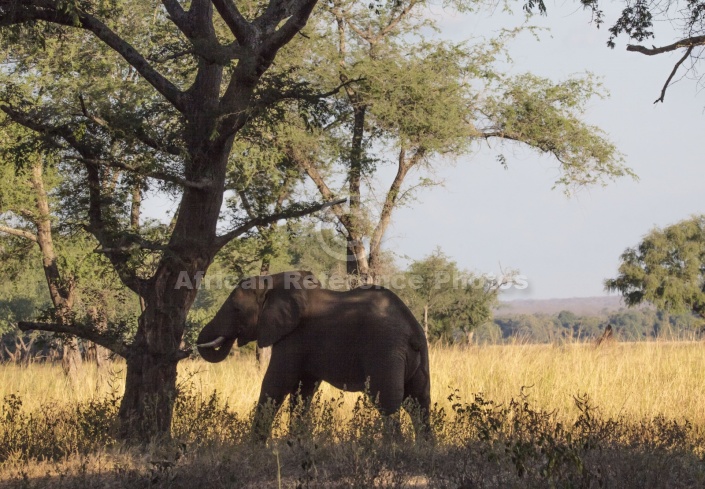 African Elephant in Deep Shadow