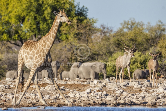 Giraffe Raising Head while Drinking
