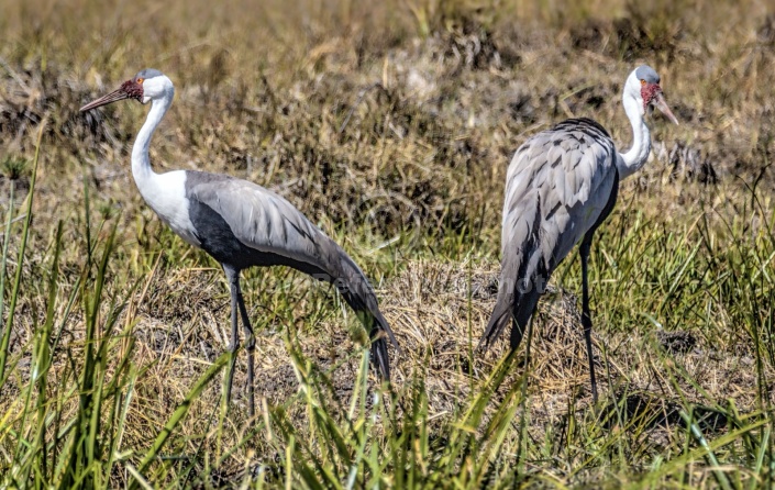 Pair of Wattled Cranesr