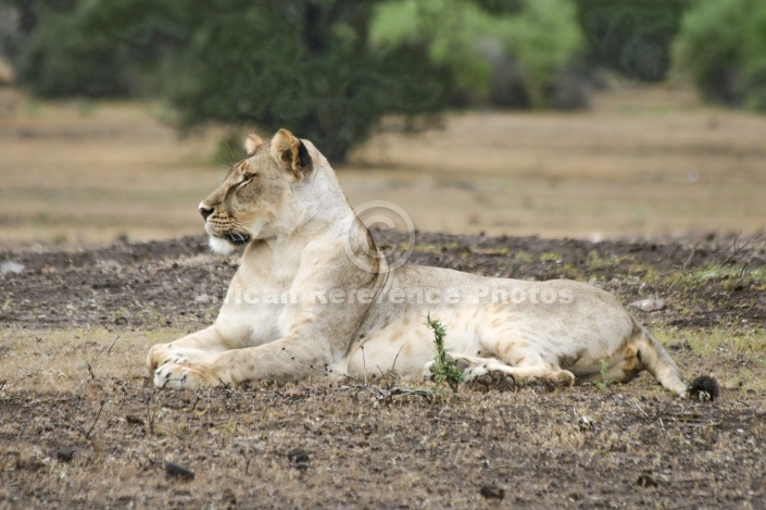 Lioness Lying, Side-on