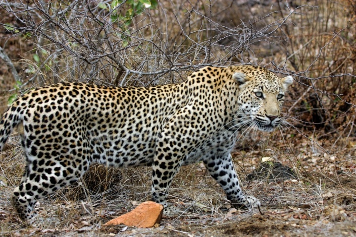 Male Leopard Walking