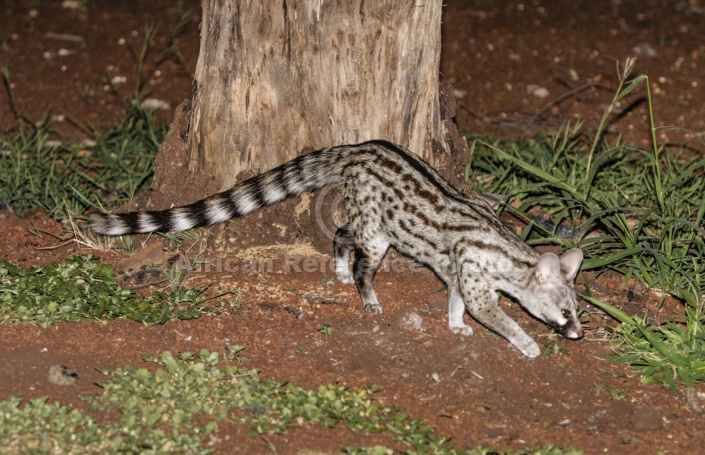 Small-spotted Genet