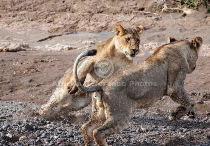 Young Lions at Play
