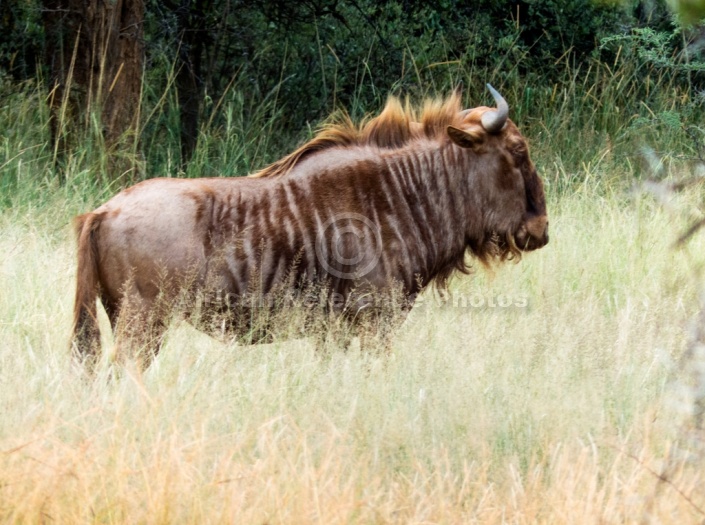 Golden Wildebeest, Side-On