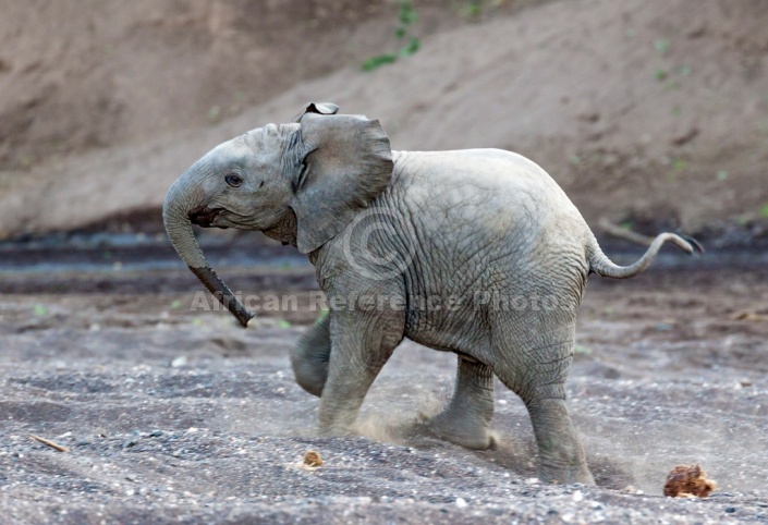 Elephant Youngster Running