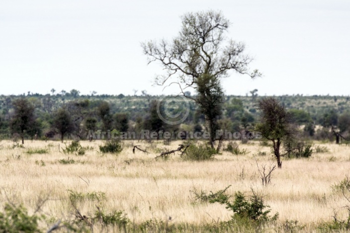 Kruger Park Scenic