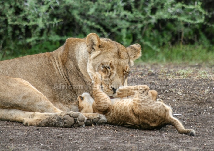 Lion Cub Pawing Mother's Face