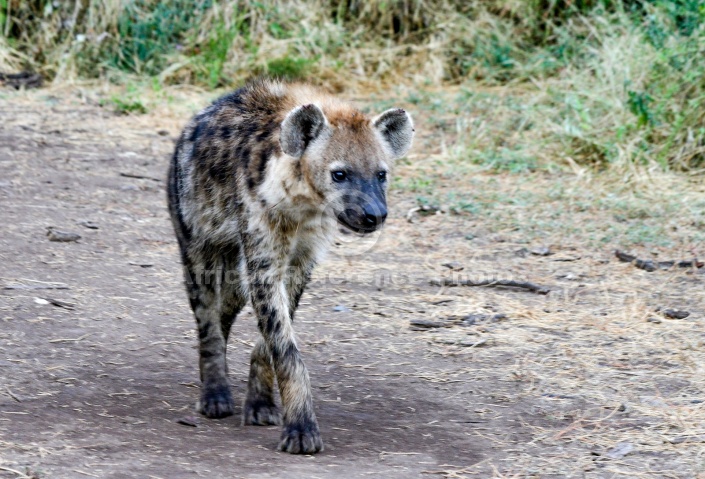 Spotted Hyena