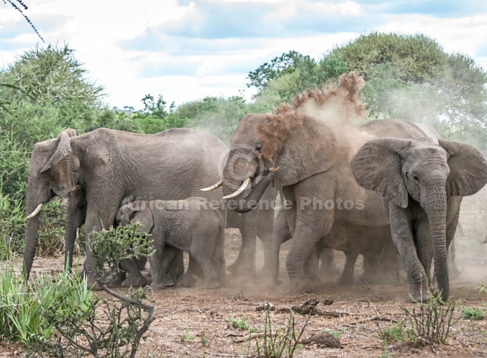 African Elephant Squrting Dust
