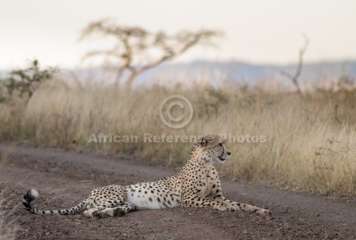 Male Cheetah at Dusk